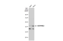 Invitrogen SERPINE2 Polyclonal Antibody 100 &mu;L; Unconjugated:Antibodies,
