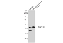 Invitrogen SERPINE2 Polyclonal Antibody 100 &mu;L; Unconjugated:Antibodies,