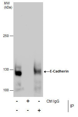 Invitrogen E-cadherin Polyclonal Antibody 100 &mu;L; Unconjugated:Antibodies,