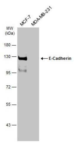 Invitrogen E-cadherin Polyclonal Antibody 100 &mu;L; Unconjugated:Antibodies,