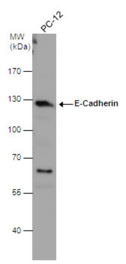 Invitrogen E-cadherin Polyclonal Antibody 100 &mu;L; Unconjugated:Antibodies,