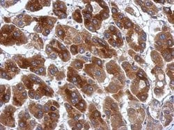 Invitrogen PRR5 Polyclonal Antibody 100 &mu;L; Unconjugated:Antibodies,