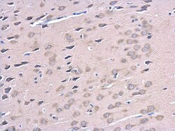 Invitrogen ATG12 Polyclonal Antibody 100 &mu;L; Unconjugated:Antibodies,