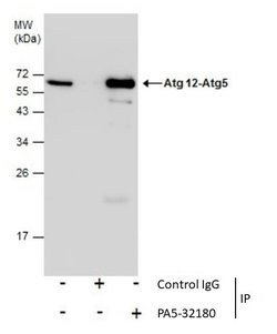 Invitrogen ATG12 Polyclonal Antibody 100 &mu;L; Unconjugated:Antibodies,