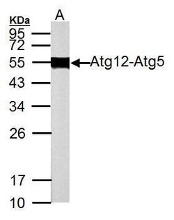 Invitrogen ATG12 Polyclonal Antibody 100 &mu;L; Unconjugated:Antibodies,