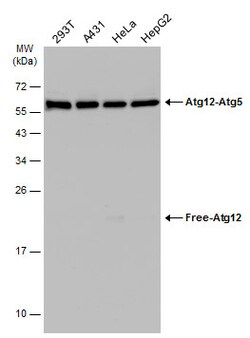 Invitrogen ATG12 Polyclonal Antibody 100 &mu;L; Unconjugated:Antibodies,