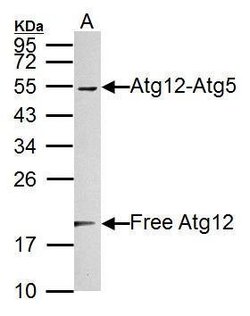 Invitrogen ATG12 Polyclonal Antibody 100 &mu;L; Unconjugated:Antibodies,