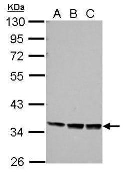 Invitrogen PRR5 Polyclonal Antibody 100 μL; Unconjugated:Antibodies,