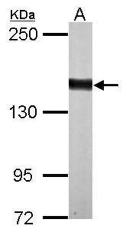 Invitrogen DZIP3 Polyclonal Antibody 100 &mu;L; Unconjugated:Antibodies,