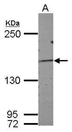 DZIP3 Polyclonal Antibody:Antibodies, Polyclonal