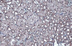 Invitrogen JMJD3 Polyclonal Antibody 100 &mu;L; Unconjugated:Antibodies,