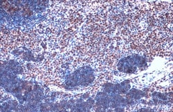 Invitrogen JMJD3 Polyclonal Antibody 100 &mu;L; Unconjugated:Antibodies,