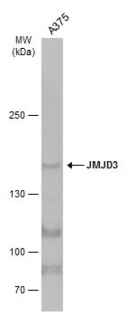 Invitrogen JMJD3 Polyclonal Antibody 100 &mu;L; Unconjugated:Antibodies,