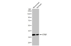 Invitrogen CTGF Polyclonal Antibody 100 &mu;L; Unconjugated:Antibodies,