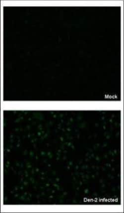 Invitrogen Dengue Virus Type 2 NS5 Polyclonal Antibody 100 &mu;L; Unconjugated:Antibodies,