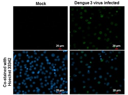 Invitrogen Dengue Virus Type 2 NS5 Polyclonal Antibody 100 &mu;L; Unconjugated:Antibodies,