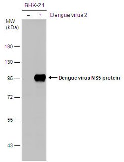 Invitrogen Dengue Virus Type 2 NS5 Polyclonal Antibody 100 &mu;L; Unconjugated:Antibodies,