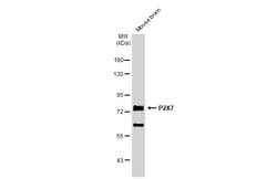 Invitrogen P2X7 Polyclonal Antibody 100 &mu;L; Unconjugated:Antibodies,