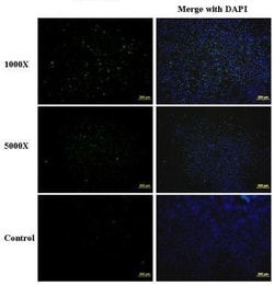 Invitrogen Enterovirus 71 Polyclonal Antibody 100 &mu;L; Unconjugated:Antibodies,