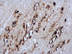 Invitrogen Enterovirus 71 Polyclonal Antibody 100 &mu;L; Unconjugated:Antibodies,