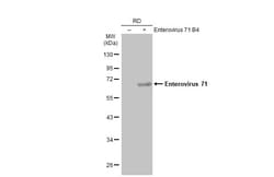 Invitrogen Enterovirus 71 Polyclonal Antibody 100 &mu;L; Unconjugated:Antibodies,