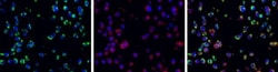 Invitrogen&trade;&nbsp;Dengue Virus Type 2 NS1 Polyclonal Antibody