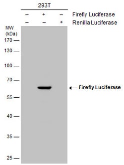 Invitrogen Firefly luciferase Polyclonal Antibody 100 &mu;L; Unconjugated:Antibodies,