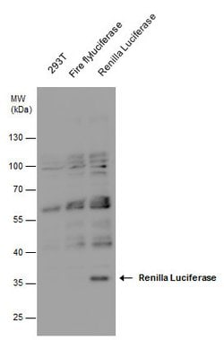 Invitrogen Renilla luciferase Polyclonal Antibody 100 &mu;L; Unconjugated:Antibodies,