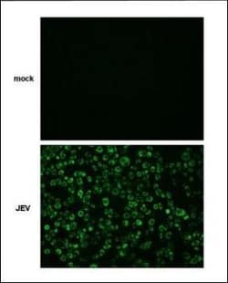 Invitrogen Japanese Encephalitis Virus NS4B Polyclonal Antibody 100 &mu;L | Buy Online | Invitrogen&trade; | Fisher Scientific