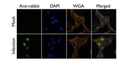 Invitrogen Influenza A PB2 Polyclonal Antibody 100 &mu;L; Unconjugated:Antibodies,