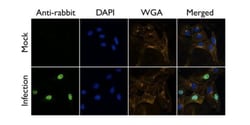 Invitrogen Influenza A PB2 Polyclonal Antibody 100 &mu;L; Unconjugated:Antibodies,