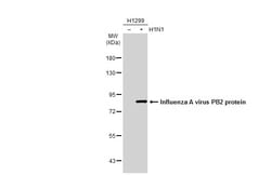 Invitrogen Influenza A PB2 Polyclonal Antibody 100 &mu;L; Unconjugated:Antibodies,