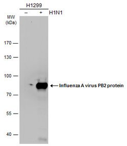 Invitrogen Influenza A PB2 Polyclonal Antibody 100 &mu;L; Unconjugated:Antibodies,