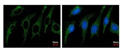 Invitrogen SHMT2 Polyclonal Antibody 100 &mu;L; Unconjugated:Antibodies,