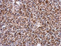 Invitrogen SHMT2 Polyclonal Antibody 100 &mu;L; Unconjugated:Antibodies,