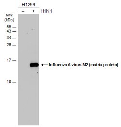 Invitrogen Influenza A M2 Polyclonal Antibody 100 &mu;L; Unconjugated:Antibodies,