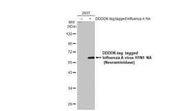 Invitrogen Influenza A H1N1 NA Polyclonal Antibody 100 &mu;L; Unconjugated:Antibodies,