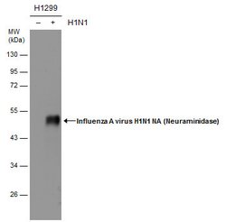 Invitrogen Influenza A H1N1 NA Polyclonal Antibody 100 &mu;L; Unconjugated:Antibodies,