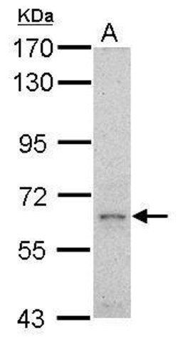 Invitrogen GRB10 Polyclonal Antibody 100 &mu;L; Unconjugated:Antibodies,