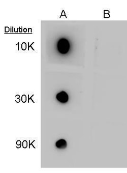 Invitrogen GABA Polyclonal Antibody 100 &mu;L | Buy Online | Invitrogen&trade; | Fisher Scientific