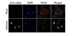 Invitrogen Influenza A NP Polyclonal Antibody 100 &mu;L; Unconjugated:Antibodies,
