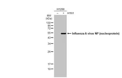 Invitrogen Influenza A NP Polyclonal Antibody 100 &mu;L; Unconjugated:Antibodies,