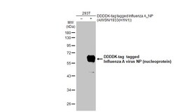 Invitrogen Influenza A NP Polyclonal Antibody 100 &mu;L; Unconjugated:Antibodies,