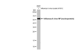 Invitrogen Influenza A NP Polyclonal Antibody 100 &mu;L; Unconjugated:Antibodies,