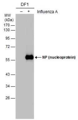 Invitrogen Influenza A NP Polyclonal Antibody 100 &mu;L; Unconjugated:Antibodies,