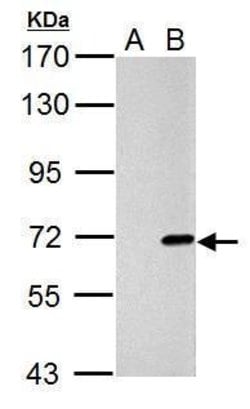 Invitrogen&trade;&nbsp;Cre recombinase Polyclonal Antibody