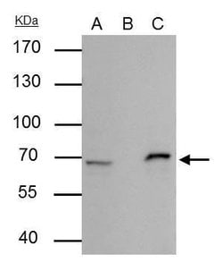 Invitrogen Cre recombinase Polyclonal Antibody 100 &mu;L; Unconjugated:Antibodies,