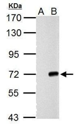 Invitrogen Cre recombinase Polyclonal Antibody 100 &mu;L; Unconjugated:Antibodies,