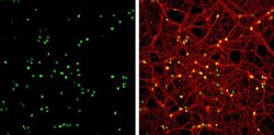 Invitrogen HMGB1 Polyclonal Antibody 100 &mu;L; Unconjugated:Antibodies,