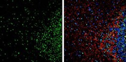 Invitrogen HMGB1 Polyclonal Antibody 100 &mu;L; Unconjugated:Antibodies,